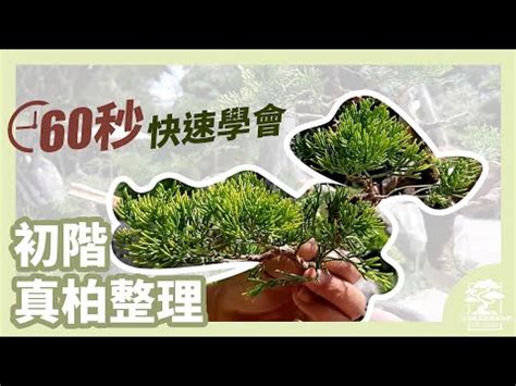 翠柏盆栽風水|樹姿古樸渾厚，四季聳翠！翠柏盆景的製作和養護方法